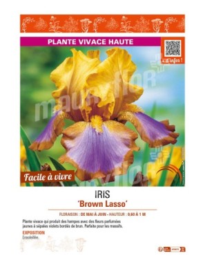 IRIS (germanica) Brown Lasso