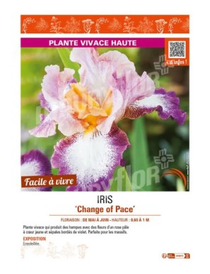 IRIS (germanica) Change of Pace