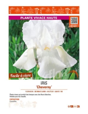 IRIS (germanica) Cheverny