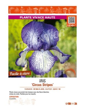 IRIS (germanica) Circus Stripes