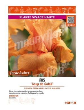 IRIS (germanica) Coup de Soleil