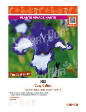 IRIS (germanica) Cozy Calico