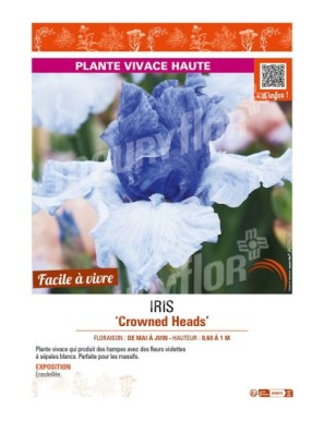 IRIS (germanica) Crowned Heads