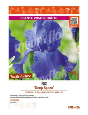 IRIS (germanica) Deep Space