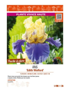 IRIS (germanica) Edith Wolford