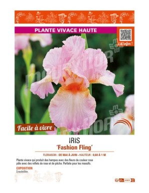 IRIS (germanica) Fashion Fling