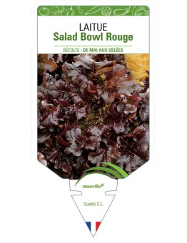 LAITUE SALAD BOWL ROUGE (À COUPER)