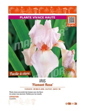 IRIS (germanica) Flamant Rose