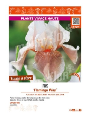 IRIS (germanica) Flamingo Way
