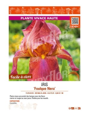 IRIS (germanica) Foulque Nera