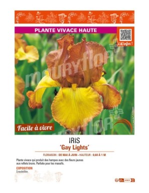 IRIS (germanica) Gay Lights