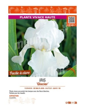 IRIS (germanica) Glacier