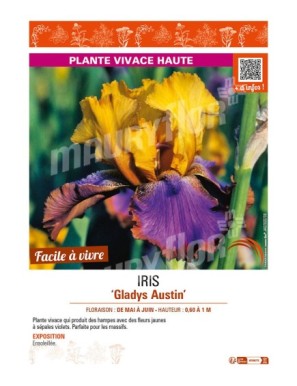IRIS (germanica) Gladys Austin
