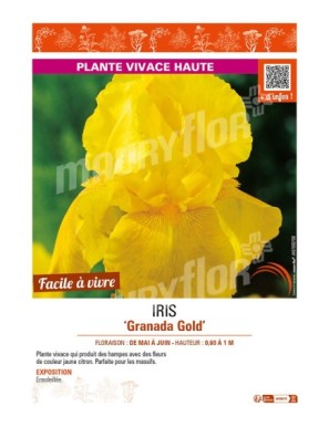 IRIS (germanica) Granada Gold