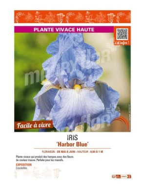 IRIS (germanica) Harbor Blue