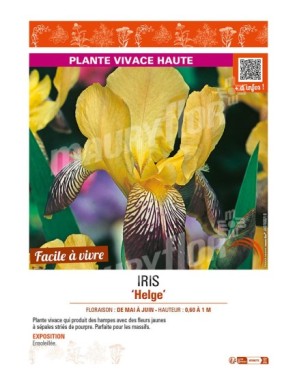 IRIS (germanica) Helge