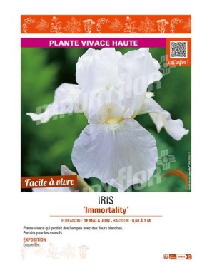 IRIS (germanica) Immortality