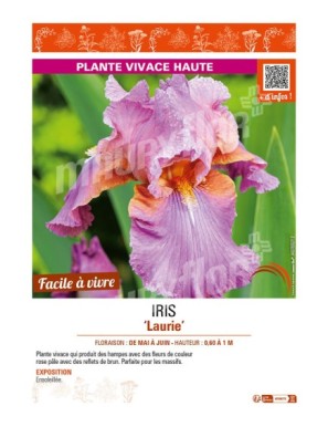 IRIS (germanica) Laurie