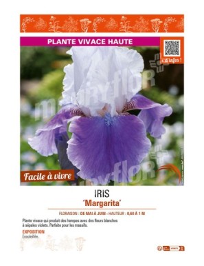 IRIS (germanica) Margarita