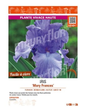 IRIS (germanica) Mary Frances
