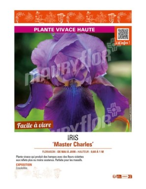 IRIS (germanica) Master Charles