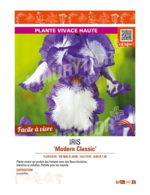 IRIS (germanica) Modern Classic