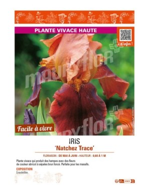 IRIS (germanica) Natchez Trace