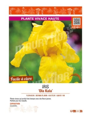 IRIS (germanica) Ola Kala