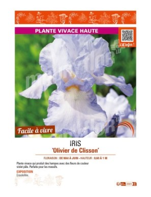 IRIS (germanica) Olivier de Clisson