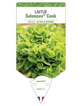 LAITUE SALANOVA® COOK