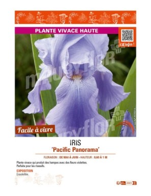 IRIS (germanica) Pacific Panorama