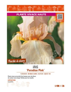 IRIS (germanica) Paradise Pink