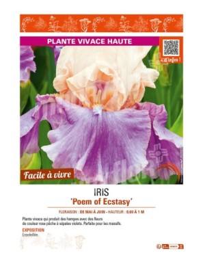 IRIS (germanica) Poem of Ecstasy