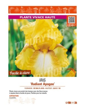 IRIS (germanica) Radiant Apogee