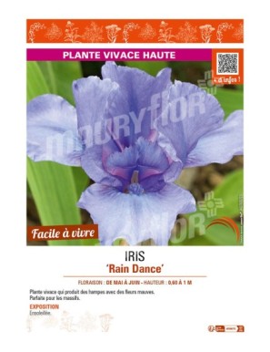 IRIS (germanica) Rain Dance