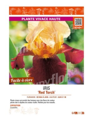 IRIS (germanica) Red Torch