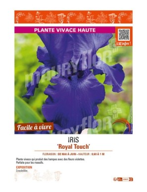 IRIS (germanica) Royal Touch