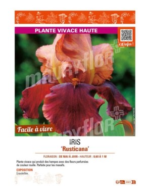 IRIS (germanica) Rusticana