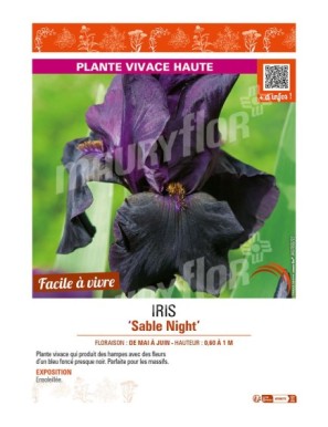 IRIS (germanica) Sable Night