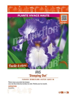 IRIS (germanica) Steeping Out