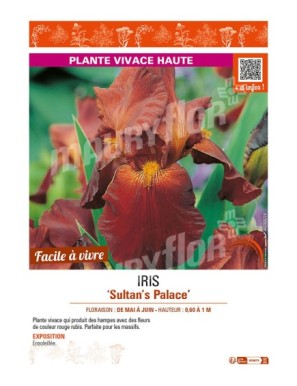 IRIS (germanica) Sultan's Palace