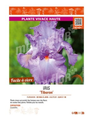 IRIS (germanica) Tiburon