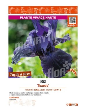 IRIS (germanica) Tuxedo