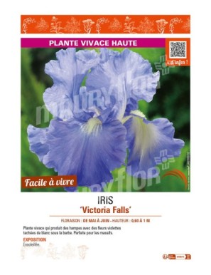 IRIS (germanica) Victoria Falls