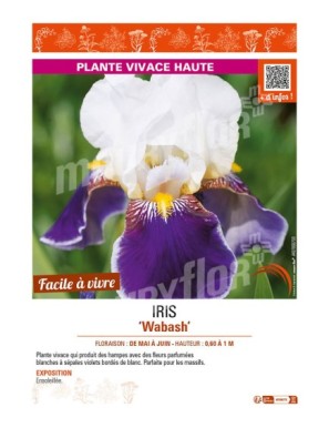 IRIS (germanica) Wabash