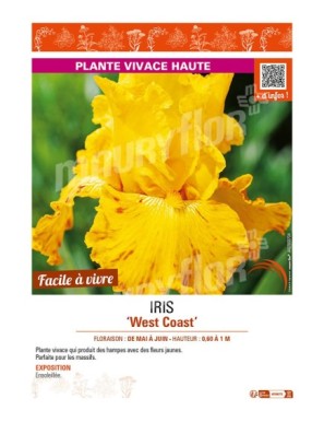 IRIS (germanica) West Coast