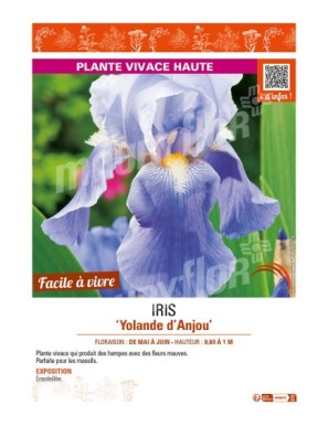 IRIS (germanica) Yolande d'Anjou