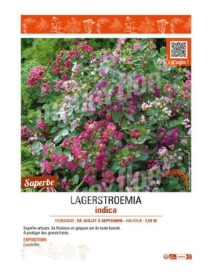 LAGERSTROEMIA indica