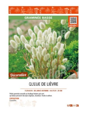 LAGURUS ovatus voir QUEUE DE LIÈVRE