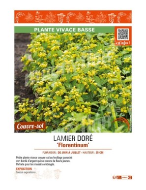 LAMIASTRUM galeobdolon Florentinum VOIR LAMIER DORÉ